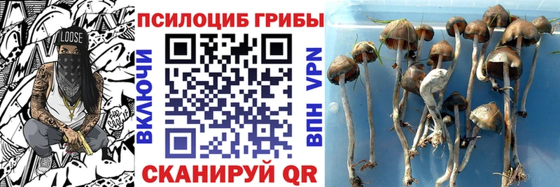 купить   Абинск  Псилоцибиновые грибы Magic Shrooms 